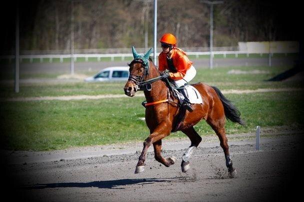 Traver Hilarious billede 2