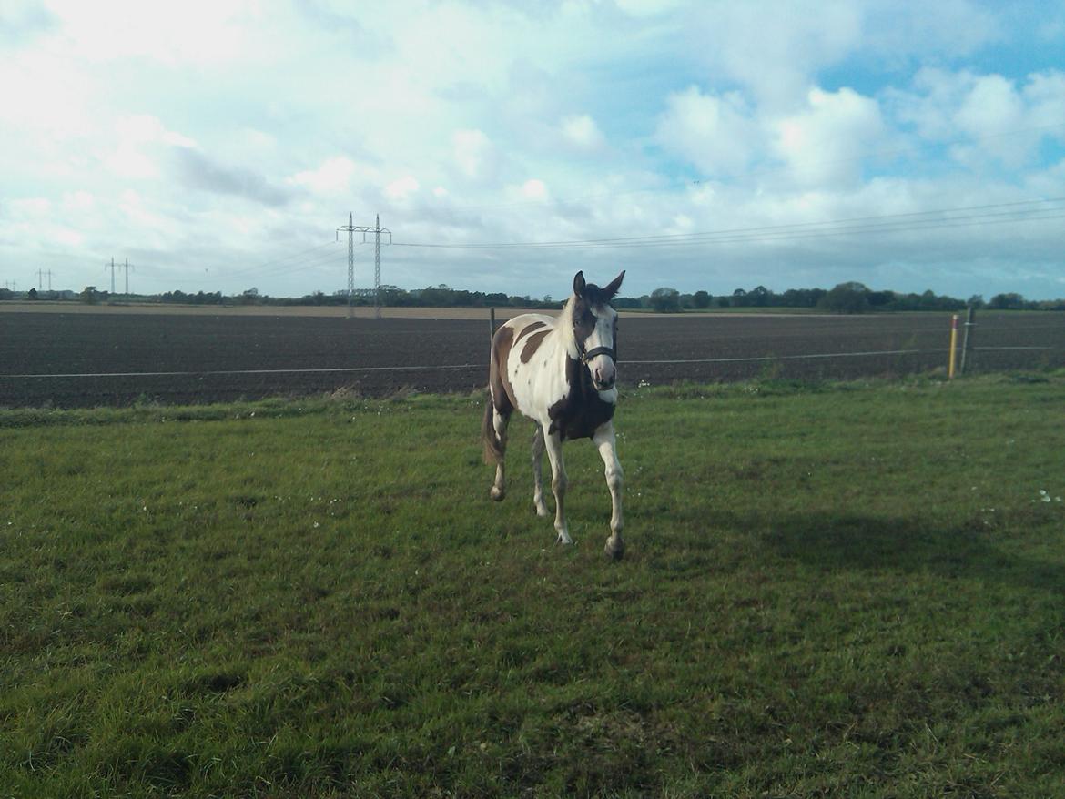 Pinto A.B. MARLEE (maluna) billede 8