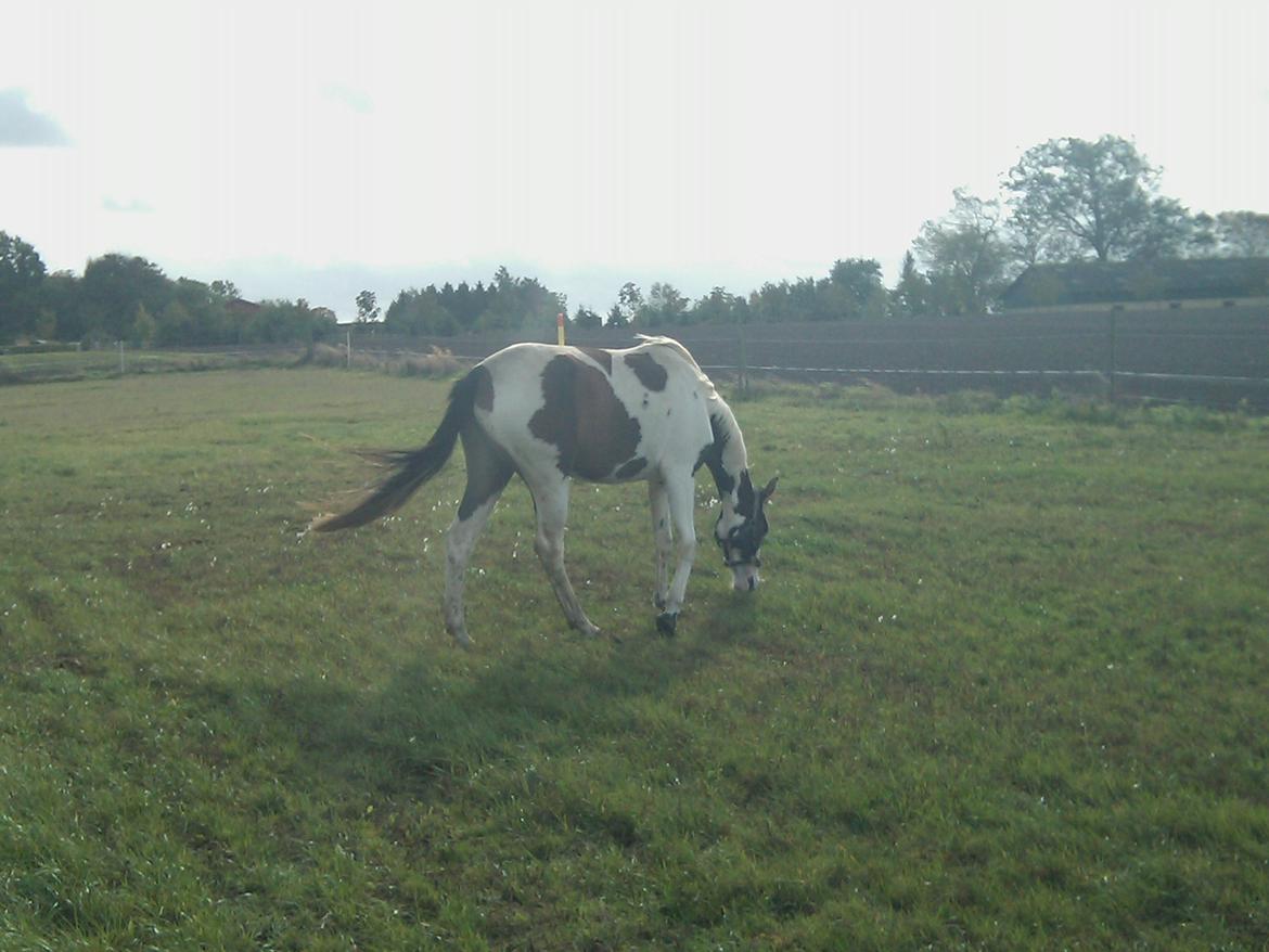 Pinto A.B. MARLEE (maluna) billede 3