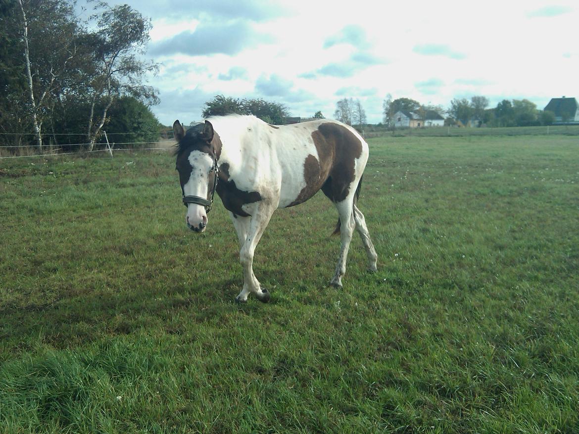 Pinto A.B. MARLEE (maluna) billede 4