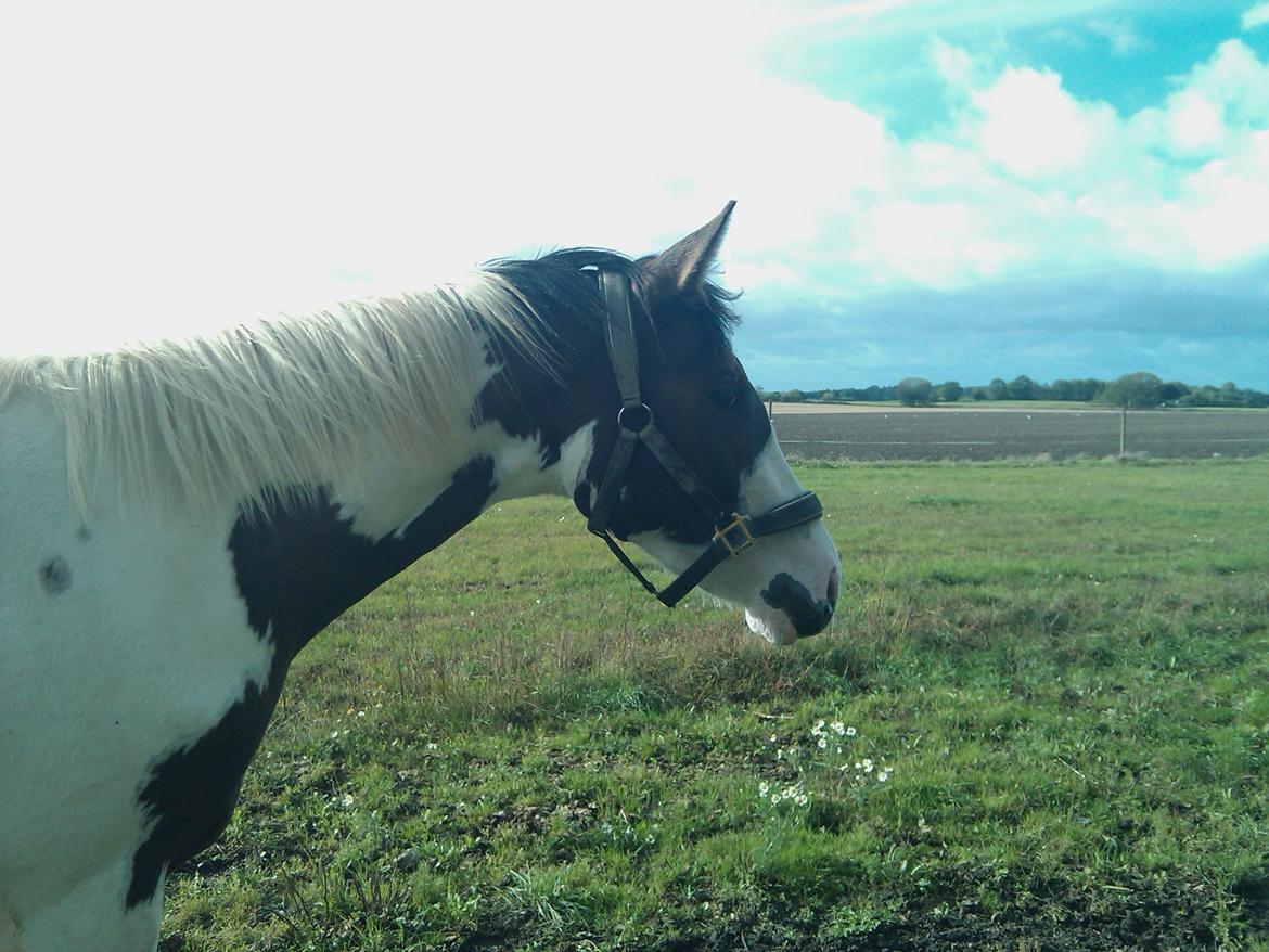 Pinto A.B. MARLEE (maluna) billede 5