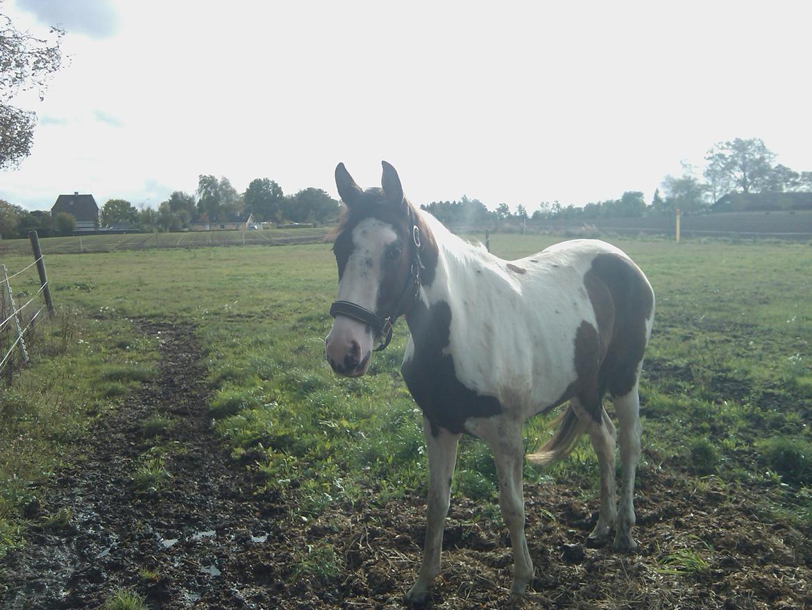 Pinto A.B. MARLEE (maluna) billede 7