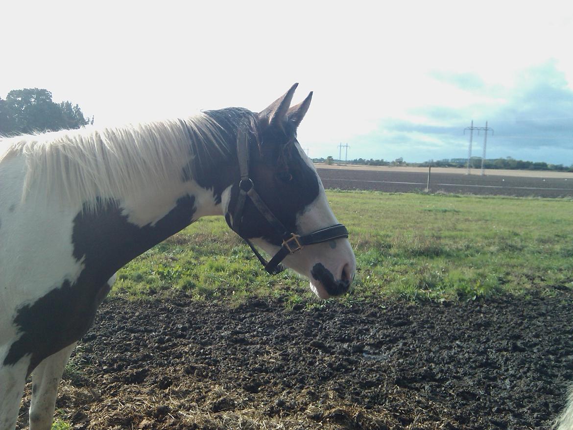 Pinto A.B. MARLEE (maluna) billede 1