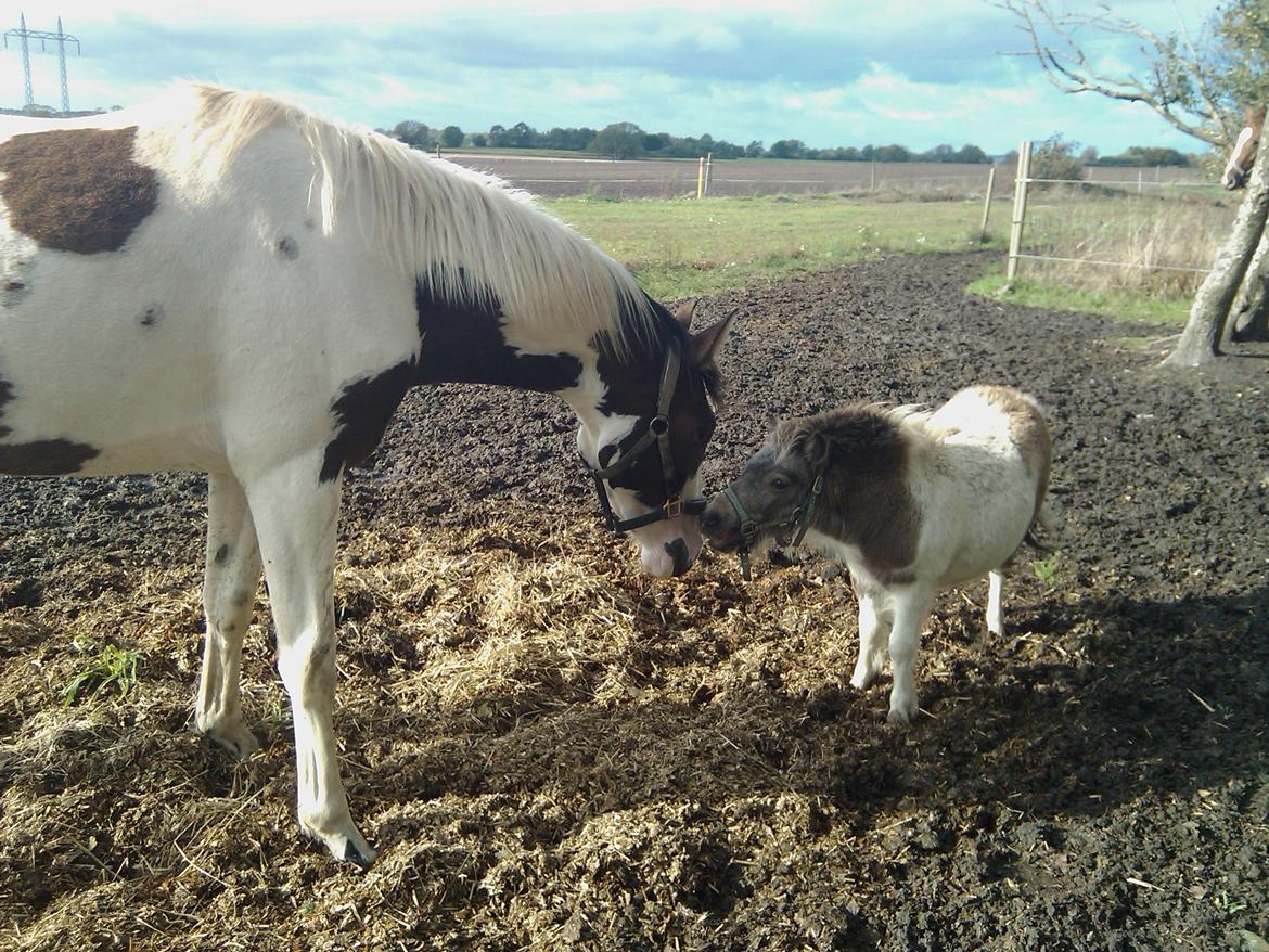 Pinto A.B. MARLEE (maluna) billede 9