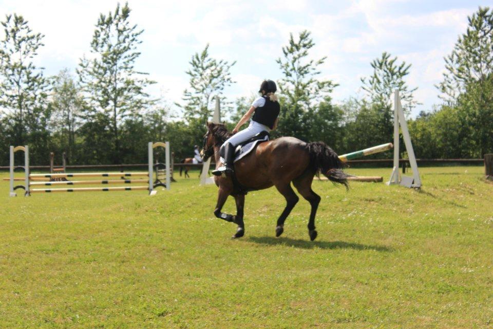 Hollandsk Sportspony Nina. #DISTRIKSMESTER 2013# - Derby. - Pinsestævne 2012 billede 8