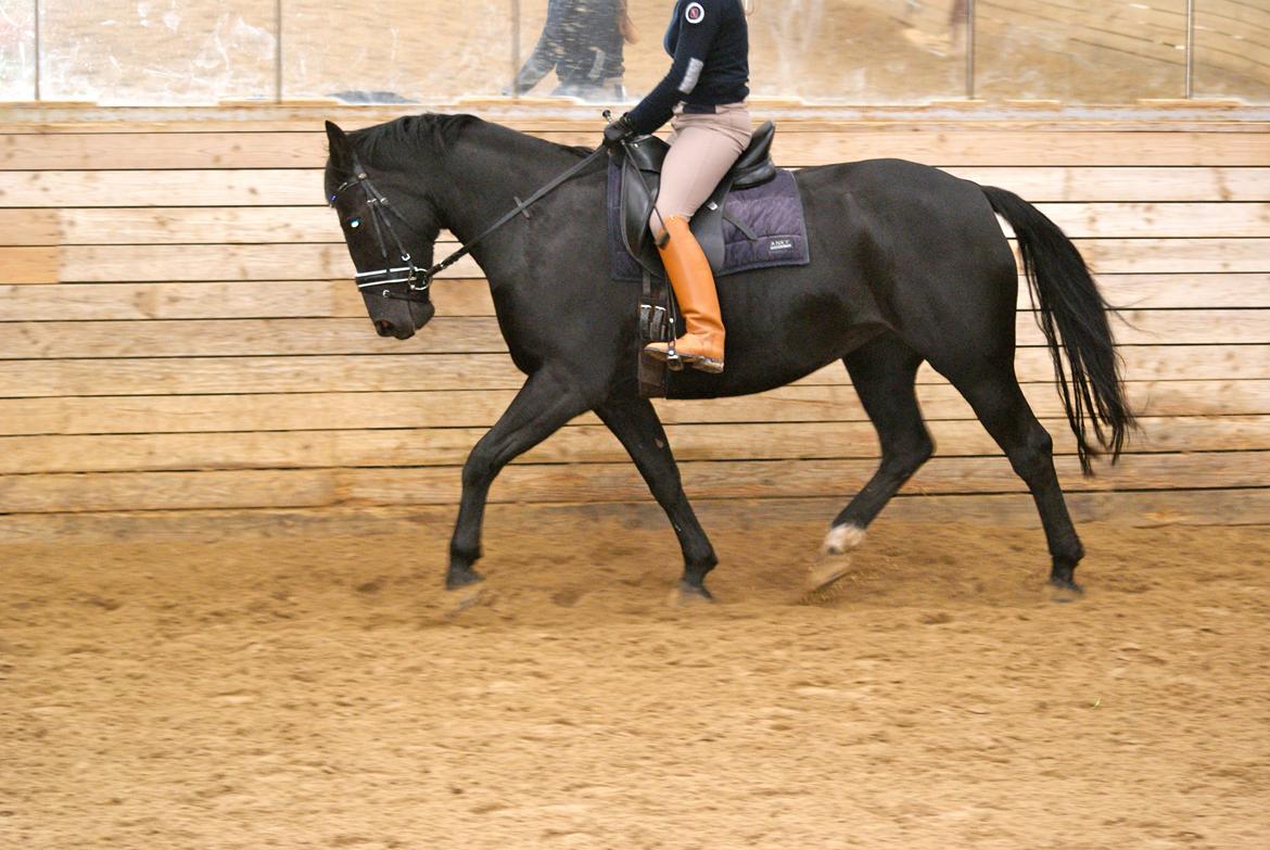 Oldenborg Magic Lady De Luxe billede 4