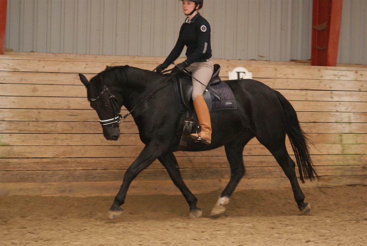 Oldenborg Magic Lady De Luxe billede 2