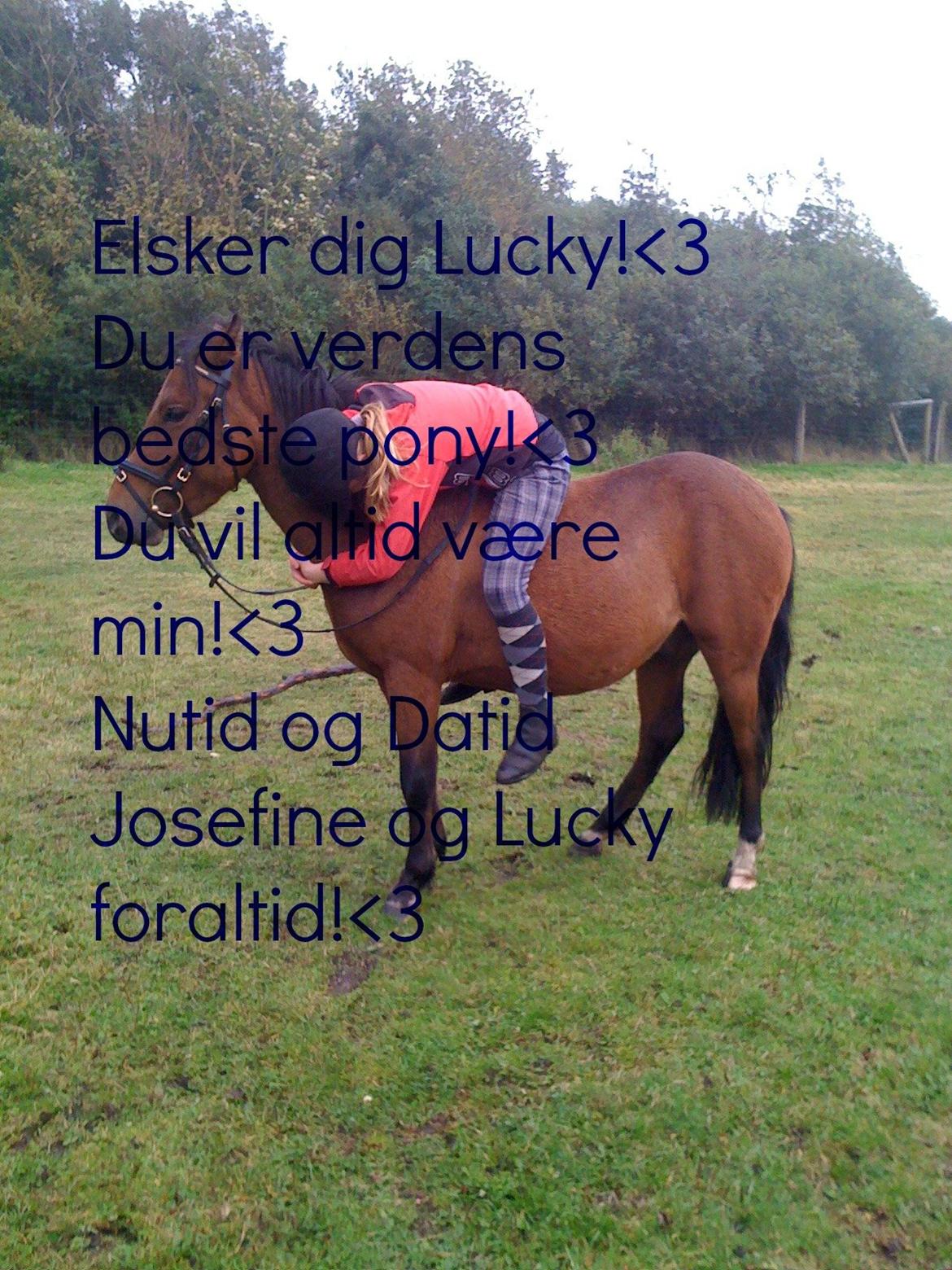 DSP Kærlunds Mr. Davidson  (Lucky) - Velkommen til Lucky og jeg´s profil!<33 billede 1