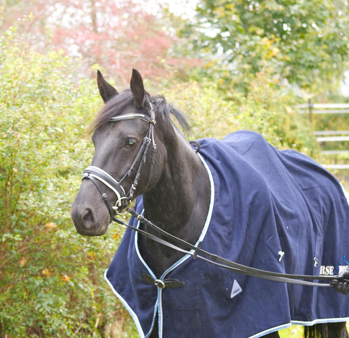 Oldenborg Magic Lady De Luxe billede 16