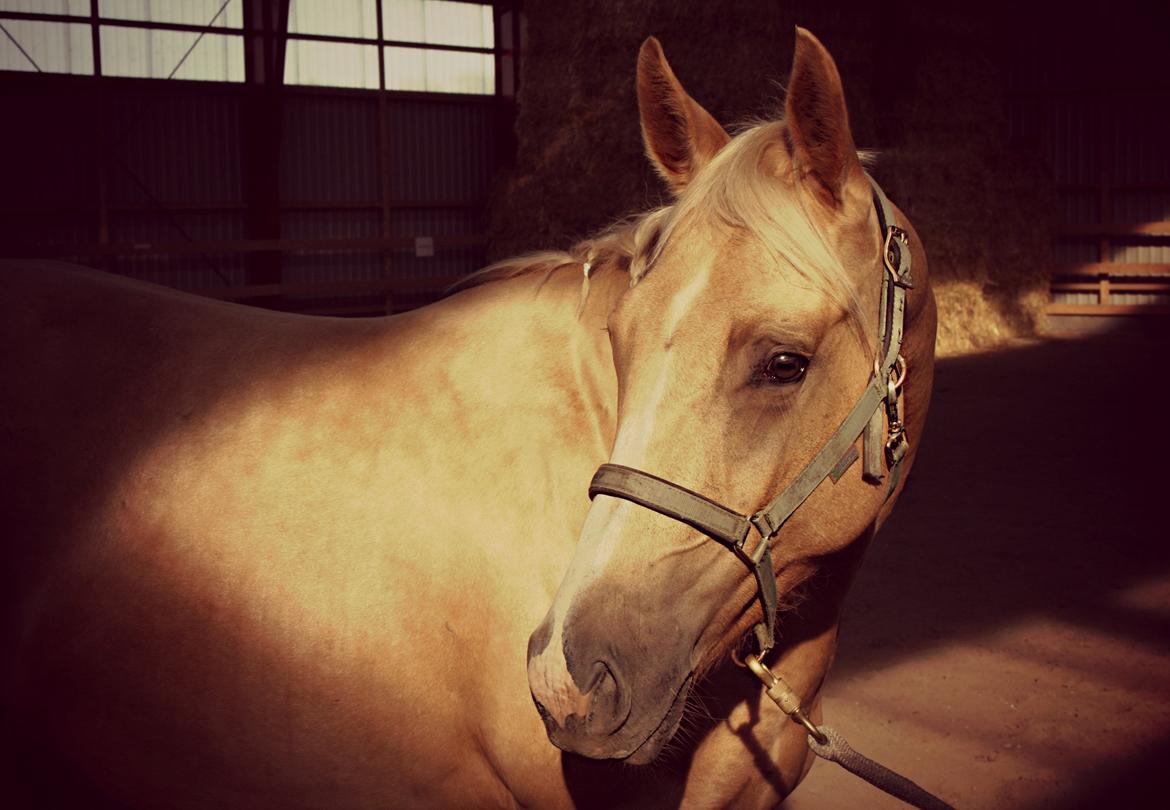 Quarter Roosters Final Pine - Aug/Sep 2012 billede 19