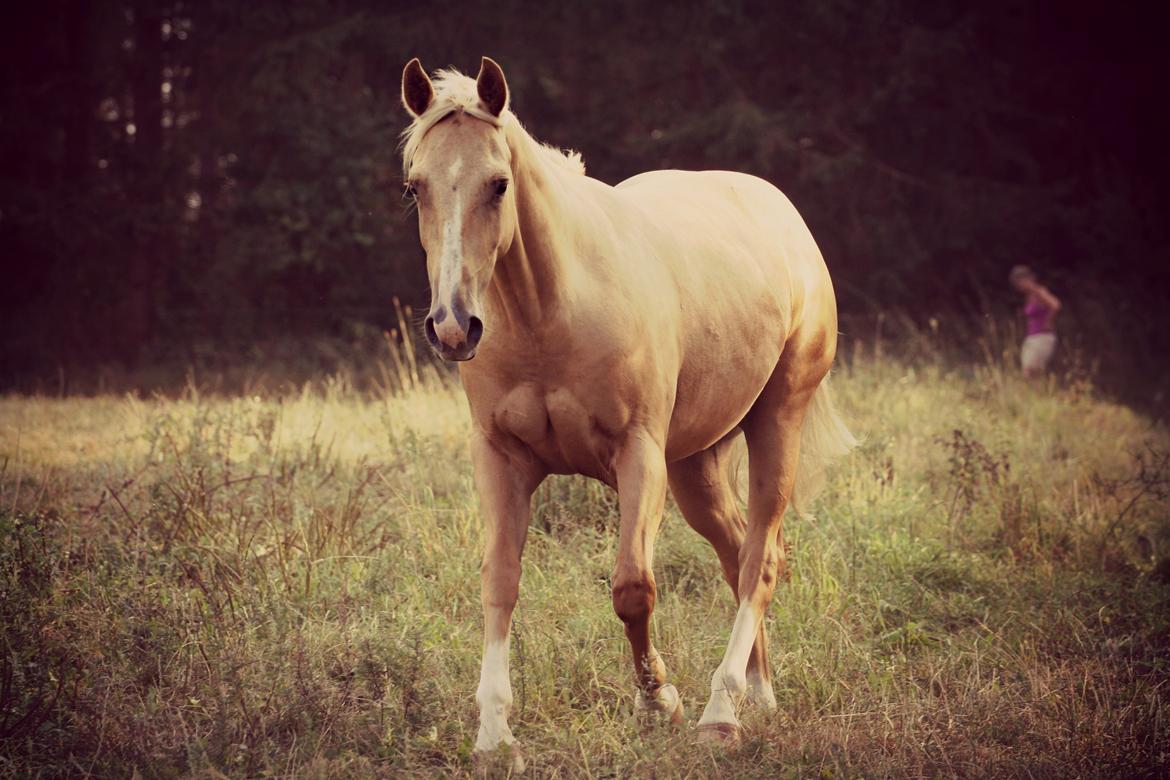 Quarter Roosters Final Pine - Aug/Sep 2012 billede 22