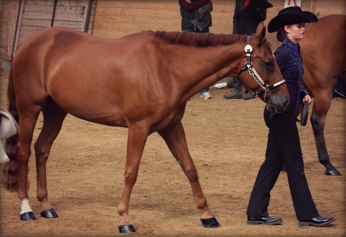 Quarter Little Mega Jac - Smukke hest! Youth Showmanship at Halter, Danish Championships, Sep 2012. billede 6