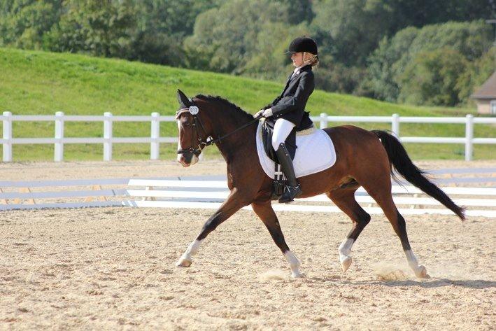 New Forest Orchid´s Jester 2 billede 12