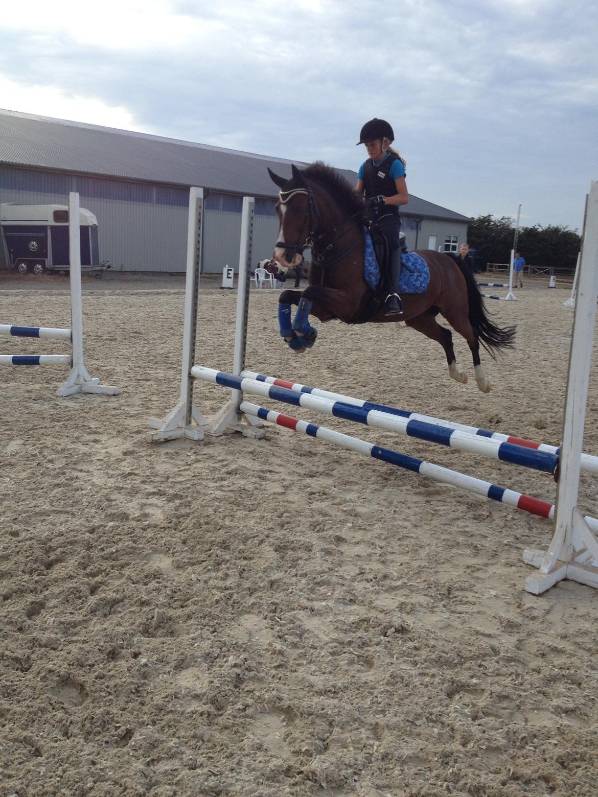 New Forest Orchid´s Jester 2 billede 13