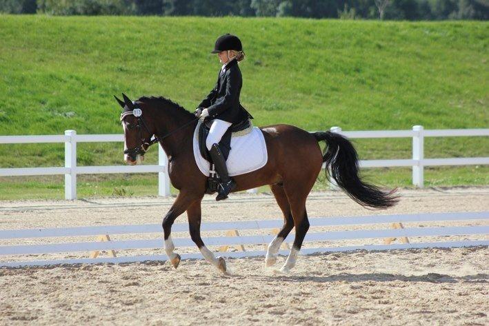 New Forest Orchid´s Jester 2 billede 14