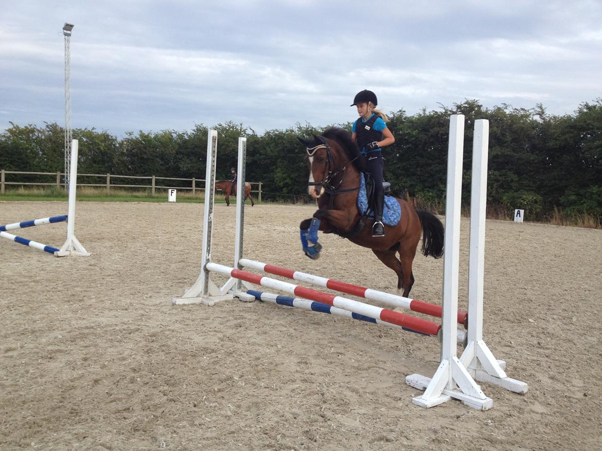 New Forest Orchid´s Jester 2 billede 15