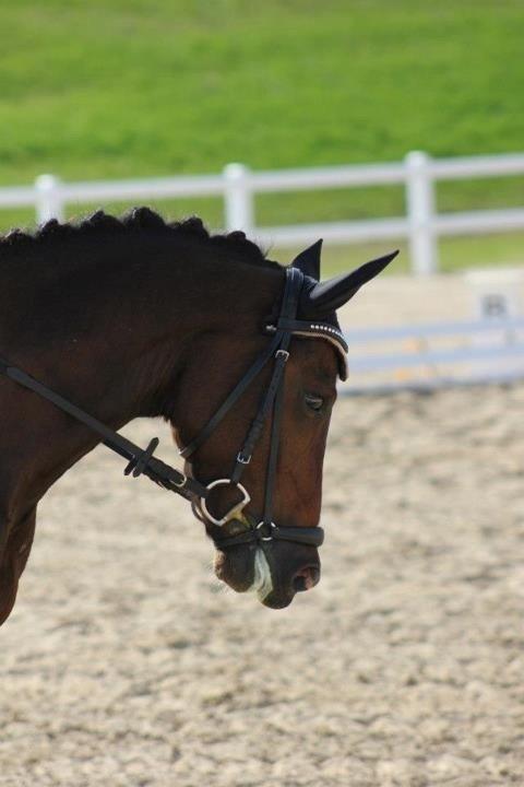 New Forest Orchid´s Jester 2 billede 16