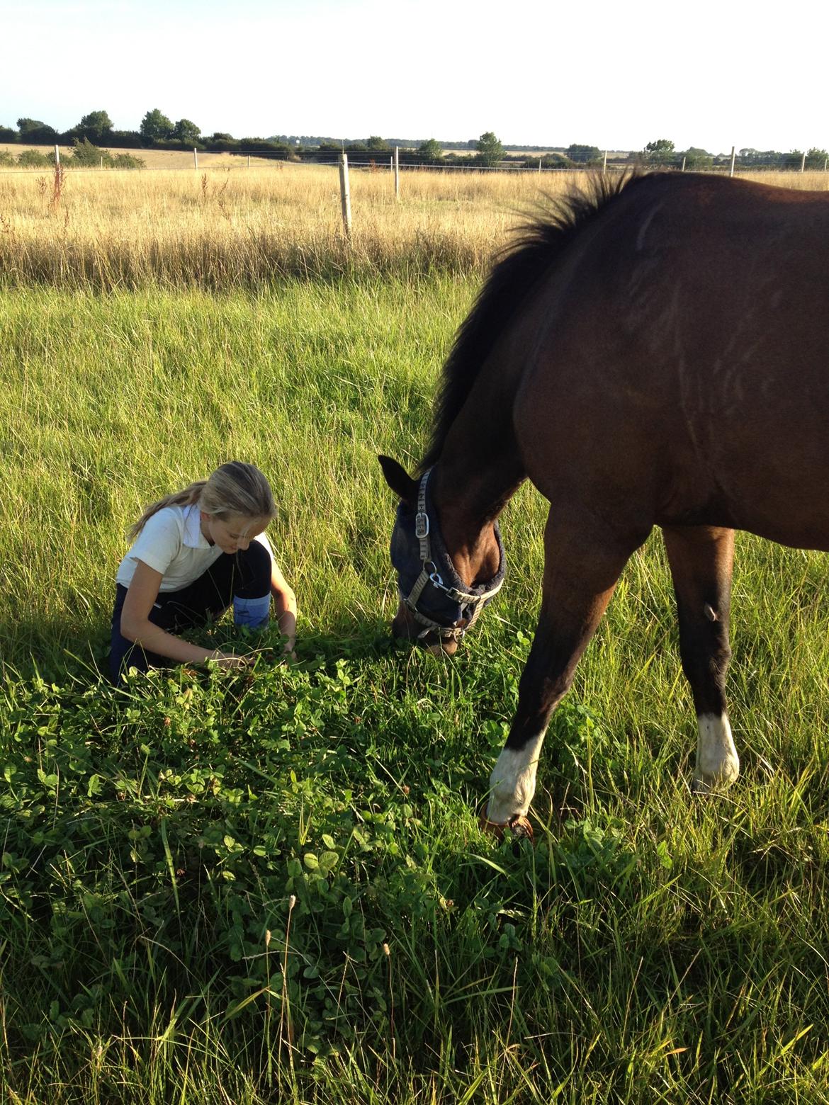 New Forest Orchid´s Jester 2 billede 17