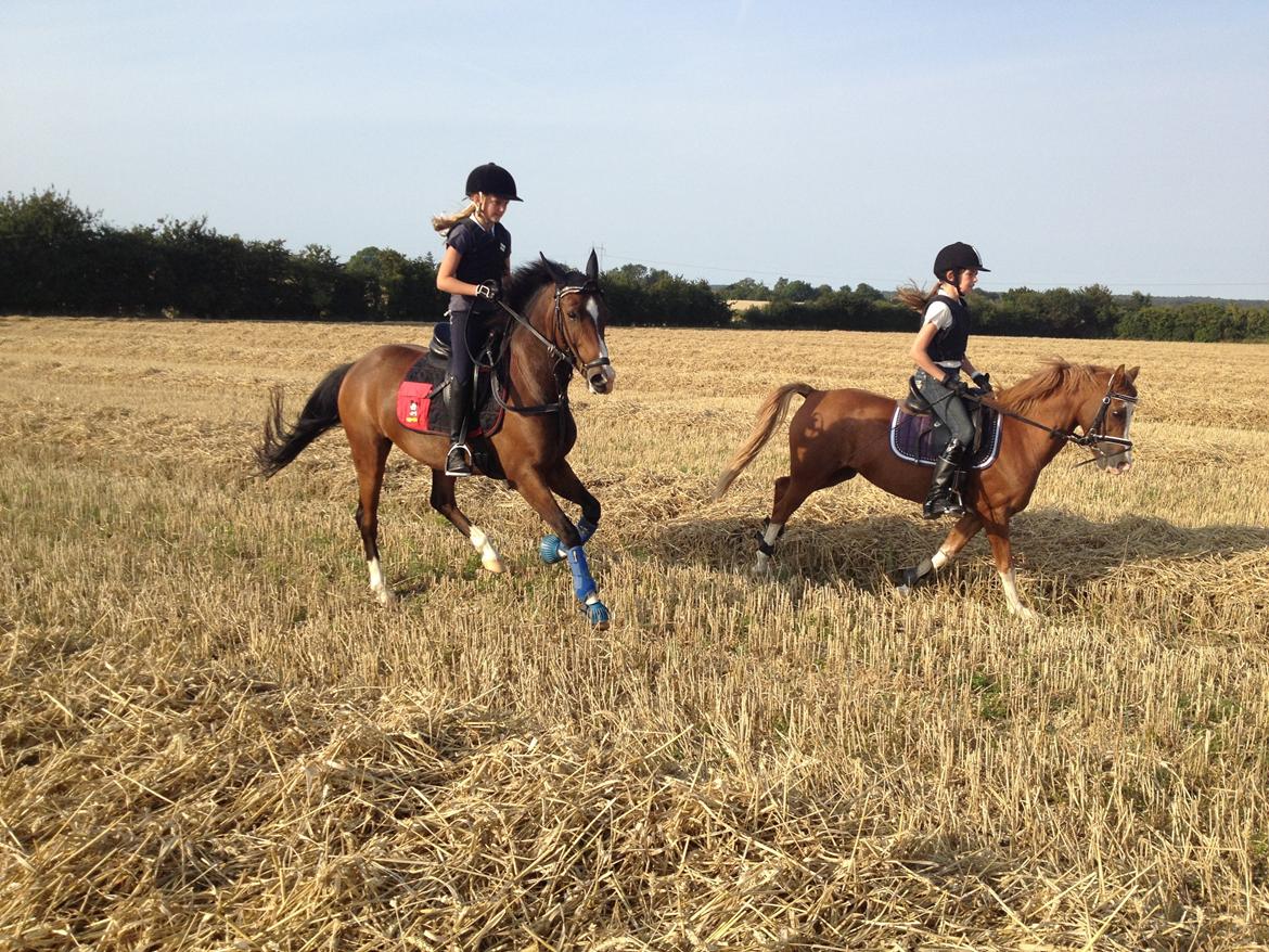 New Forest Orchid´s Jester 2 billede 18