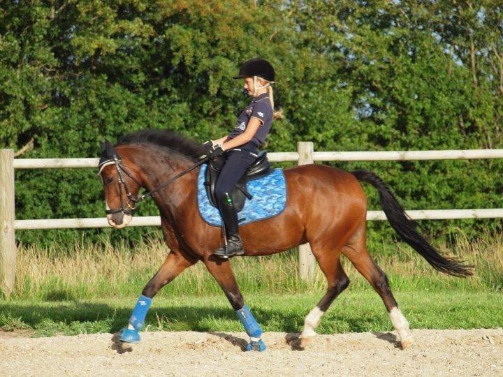 New Forest Orchid´s Jester 2 billede 19