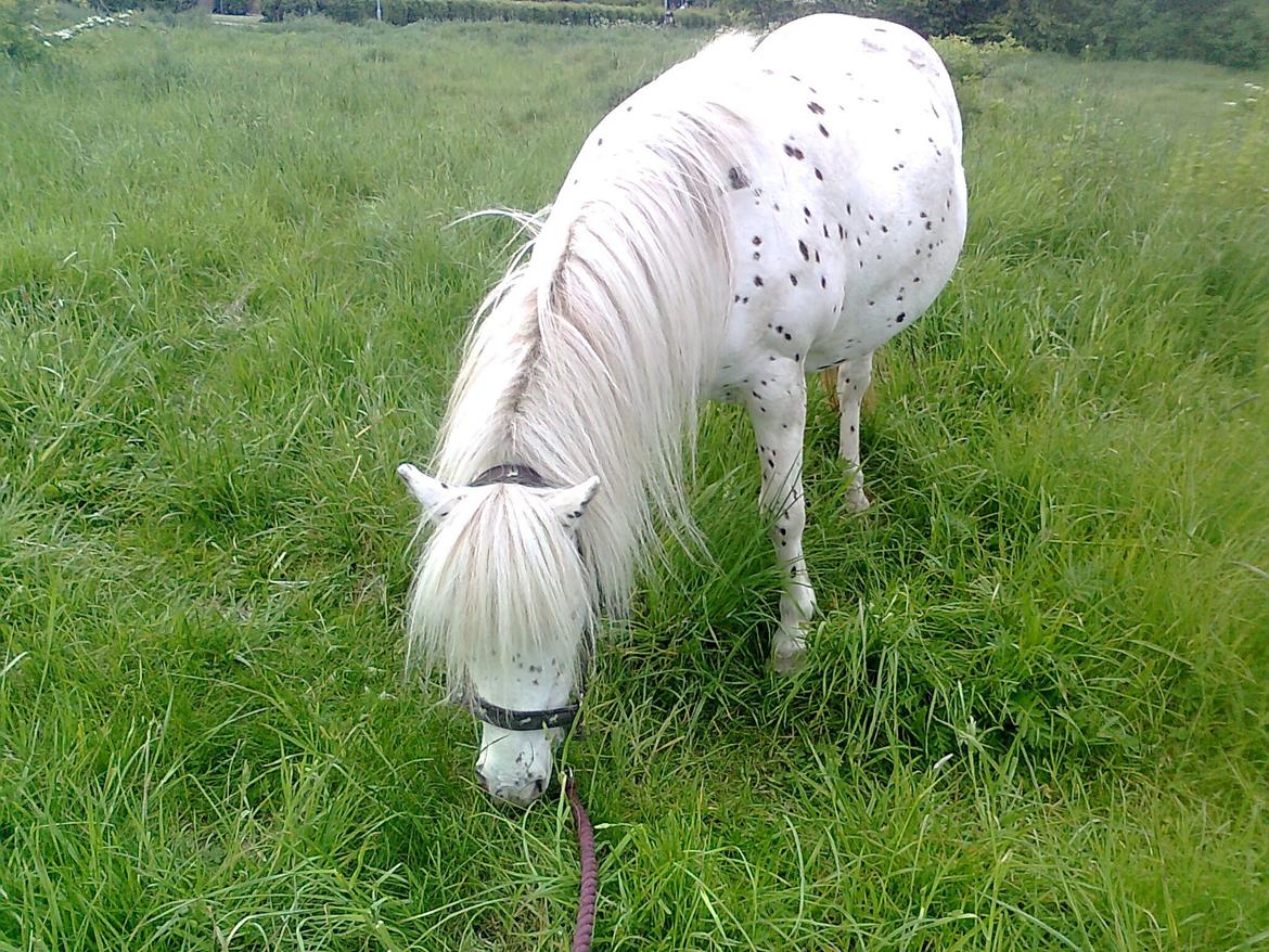Knabstrupper Susi af Kaldred *Prinsessen* - You are my little princess, and you will always be <3 billede 12