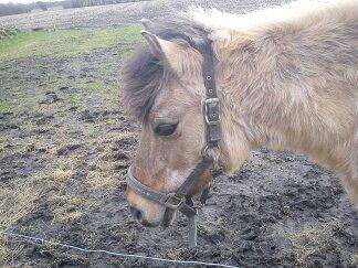 Anden særlig race Blinka<3 - søde Blinka!<3 billede 11