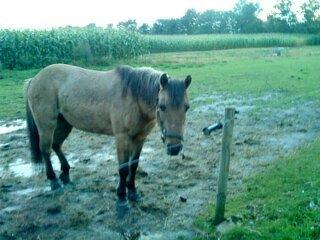 Anden særlig race Blinka<3 - søde Blinka!<3
love you!!!<3 billede 5