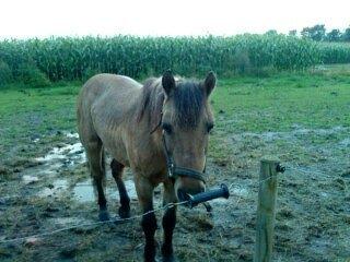 Anden særlig race Blinka<3 - søde Blinka på marken!<3<3 
er våd da det regnede! ;) billede 12