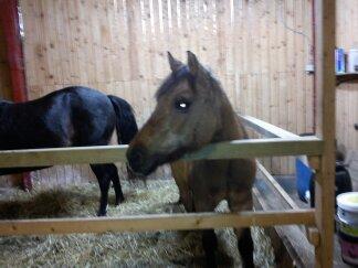 Anden særlig race Blinka<3 - smukke Blinka uden grime!<3 billede 13