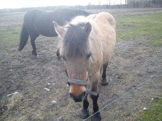 Anden særlig race Blinka<3 - søde Blinka!<3
Man kan bare ikke få en pony/hest som dig!<3 billede 14