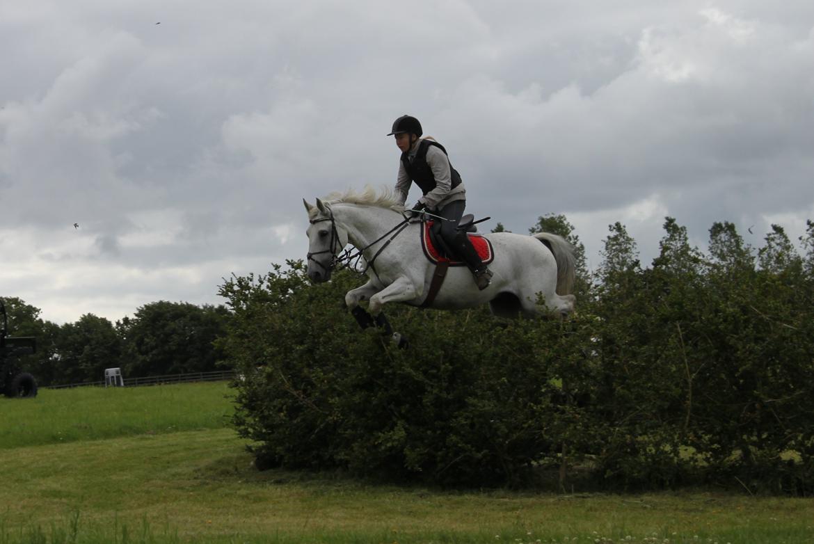 Anden særlig race Comet (drømme hesten)<3 billede 12