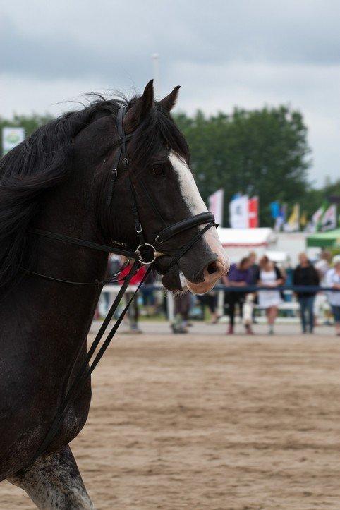 Shire Bjerggårdens Julius - Dyrskue i Herning 2012. Opvisning  billede 13