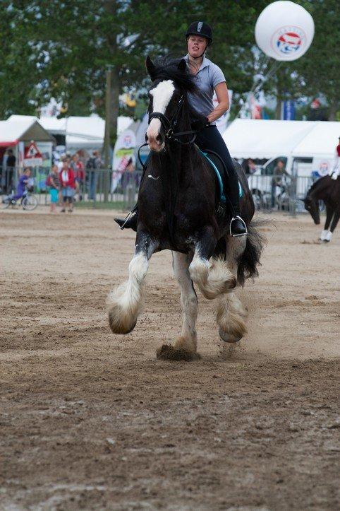 Shire Bjerggårdens Julius - Dyrskue i Herning 2012. Opvisning  billede 14