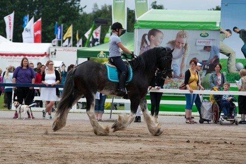 Shire Bjerggårdens Julius - Dyrskue i Herning 2012 billede 15