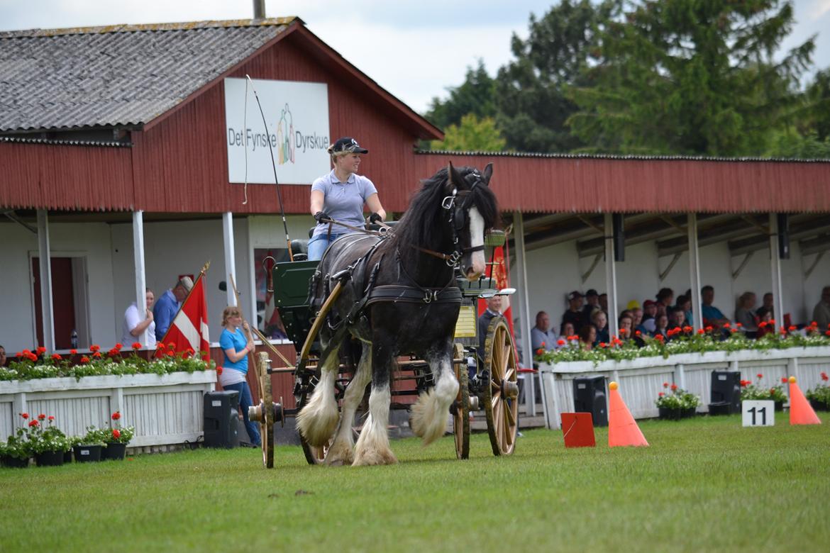 Shire Bjerggårdens Julius - Det Fynske Dyrskue 2012. Topkørsel billede 16