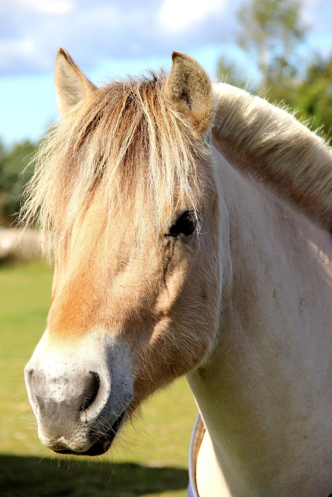 Fjordhest BG Gandalf (Fyns/klub mester!<3<3) :-* - :')  billede 15