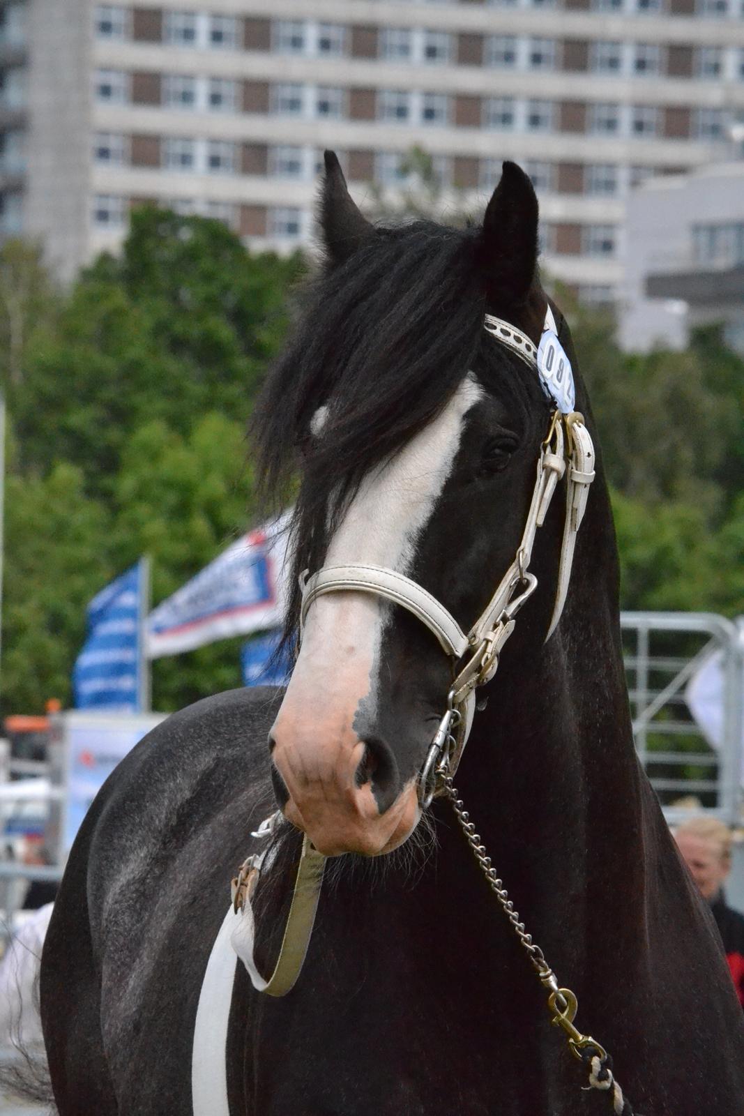 Shire Bjerggårdens Julius - Det Fynske Dyrske 2012 billede 17