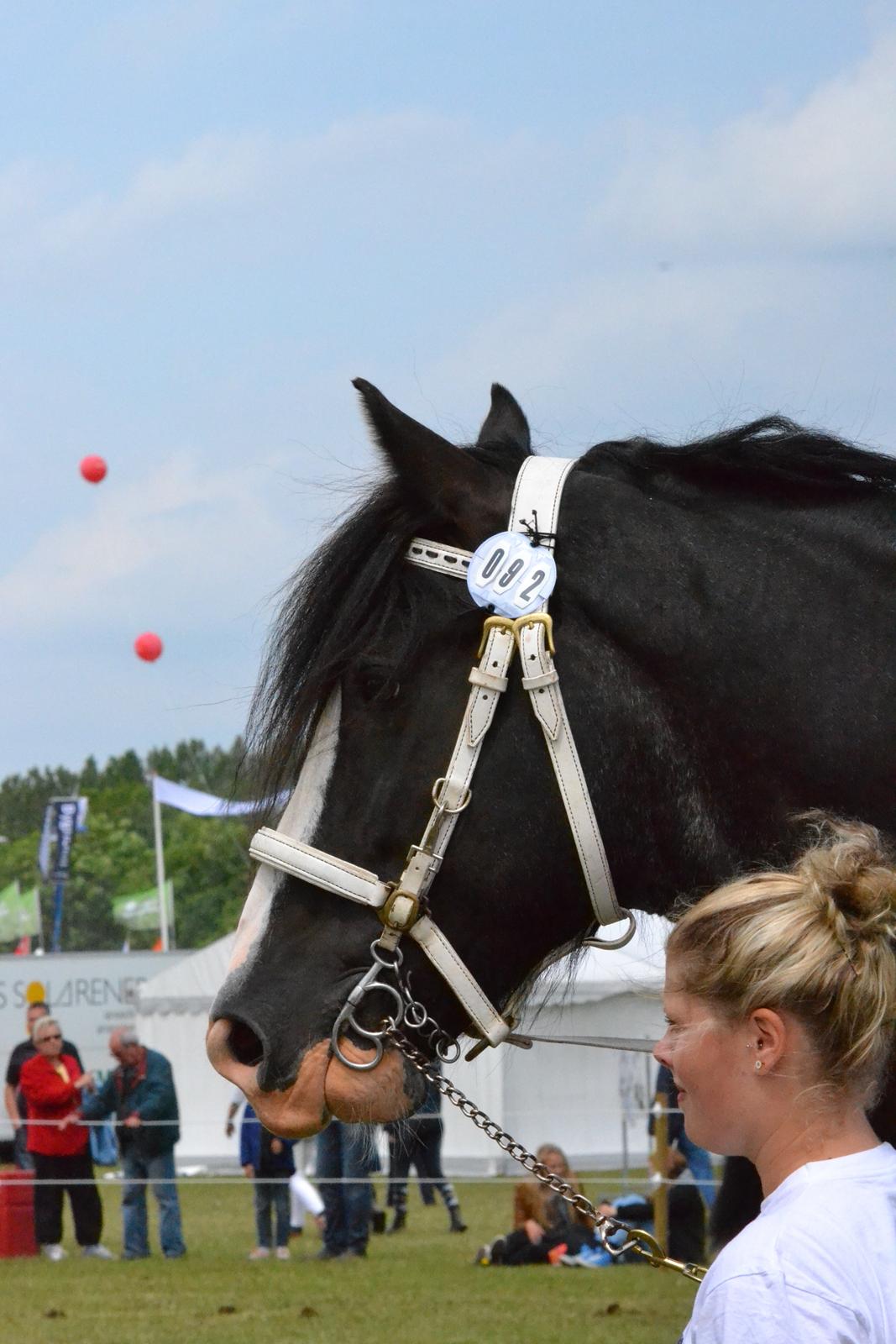 Shire Bjerggårdens Julius - Det Fynske Dyrskue 2012 billede 18