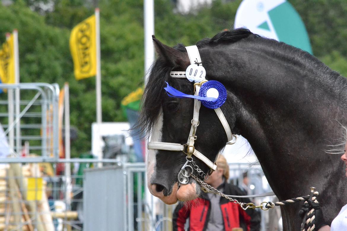 Shire Bjerggårdens Julius - Det Fynske Dyrskue 2012 billede 19