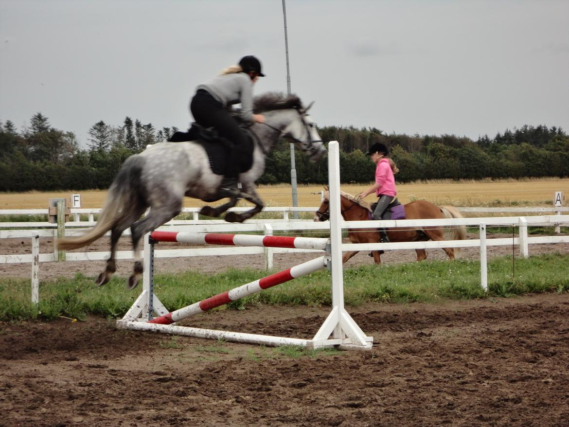 Anden særlig race Kenya billede 11