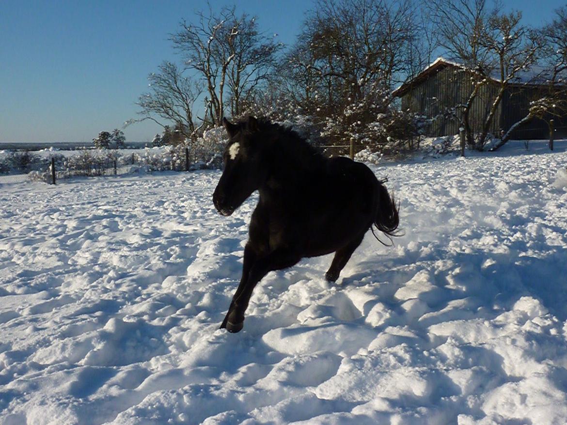 New Forest Birkilds Felicia - Endelig VINTERTID! billede 8