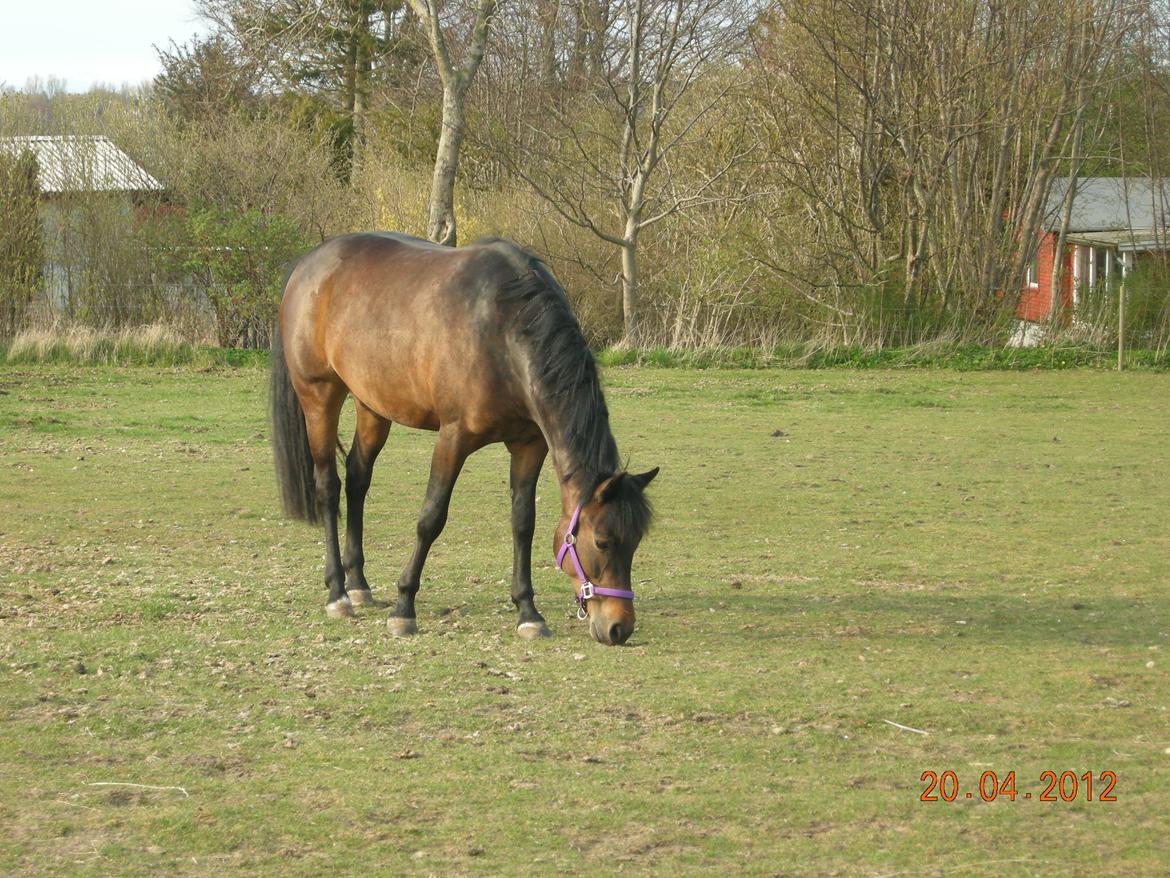 New Forest Hamborgs Fuchsia billede 18