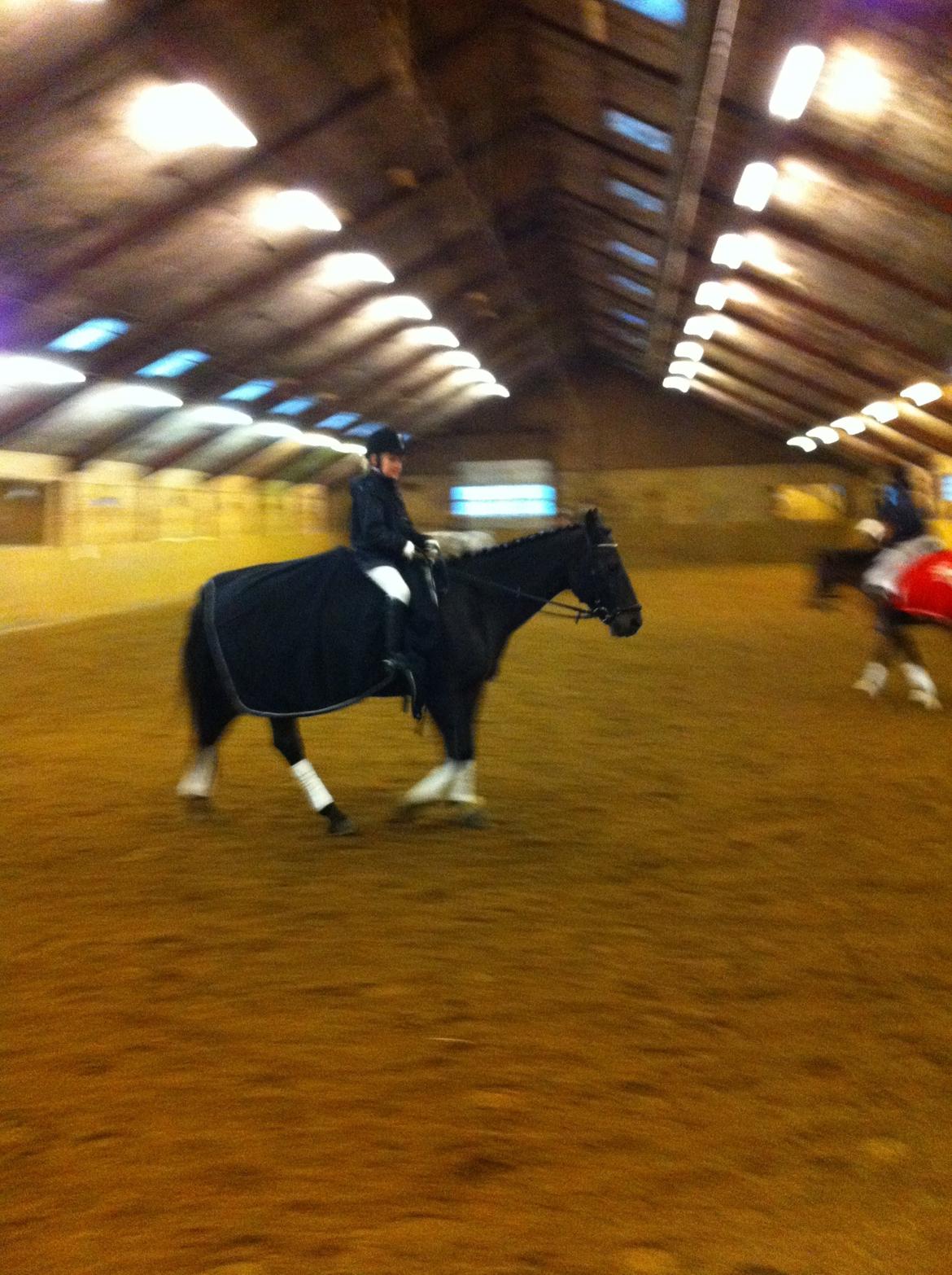 Anden særlig race Zeus (solgt) - Skridter varm :D til LD2. billede 16