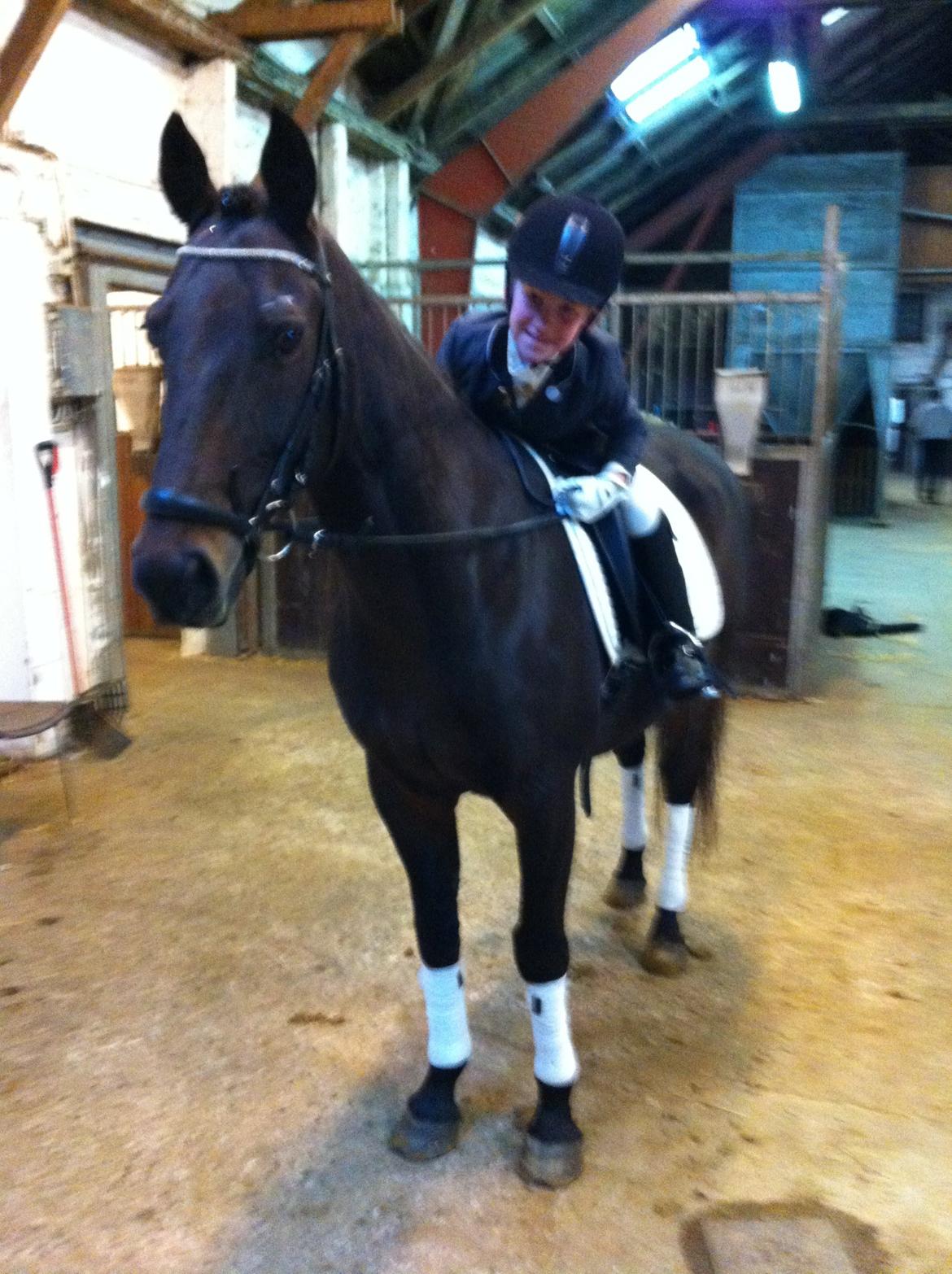 Anden særlig race Zeus (solgt) - klar til og komme ind på banen Ld2 1 plads billede 15