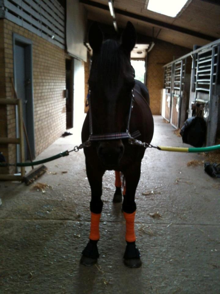 Anden særlig race Zeus (solgt) - Sadler op :-D billede 20