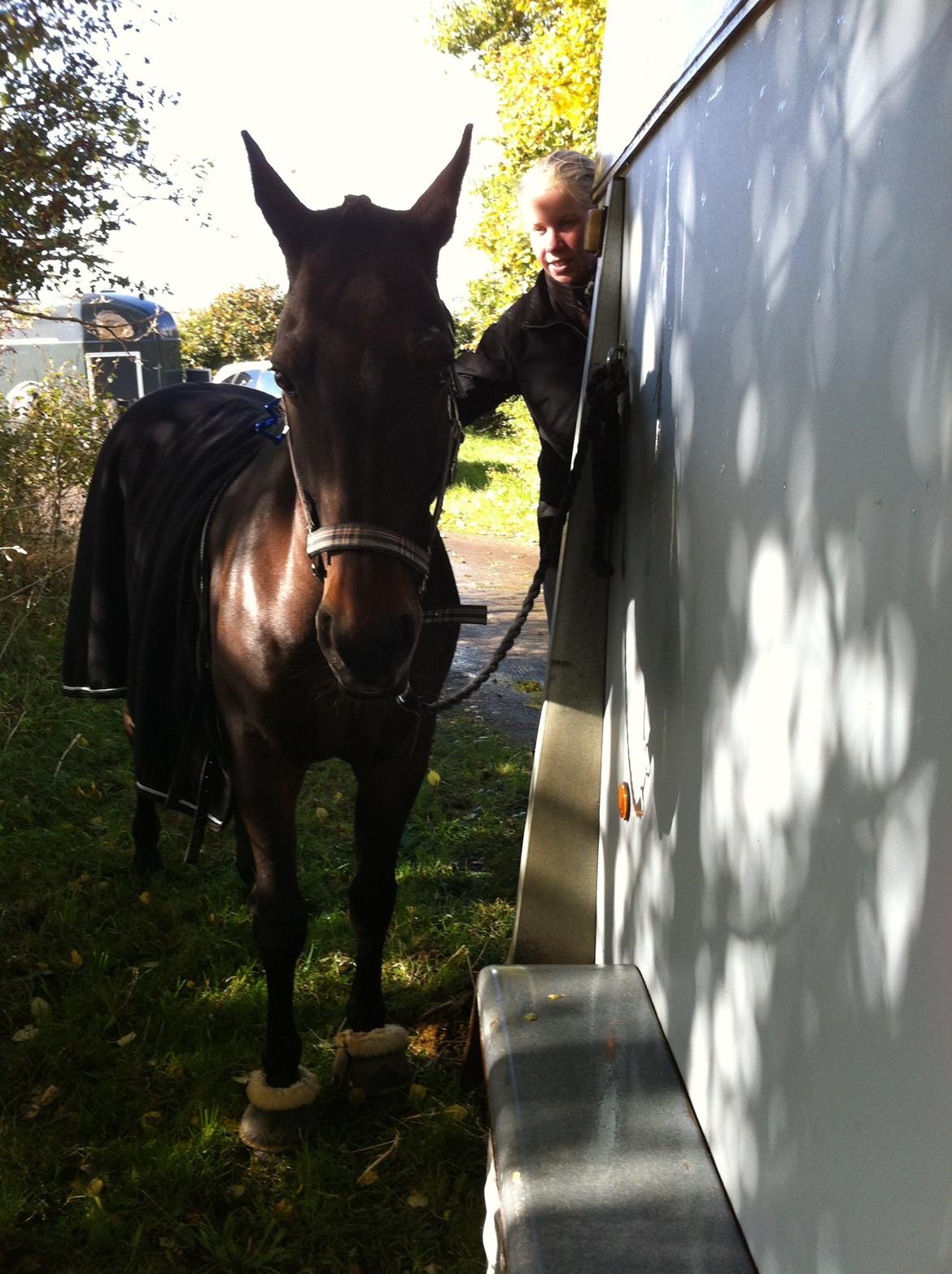 Anden særlig race Zeus (solgt) - klar til stævne<3<3<3 billede 22