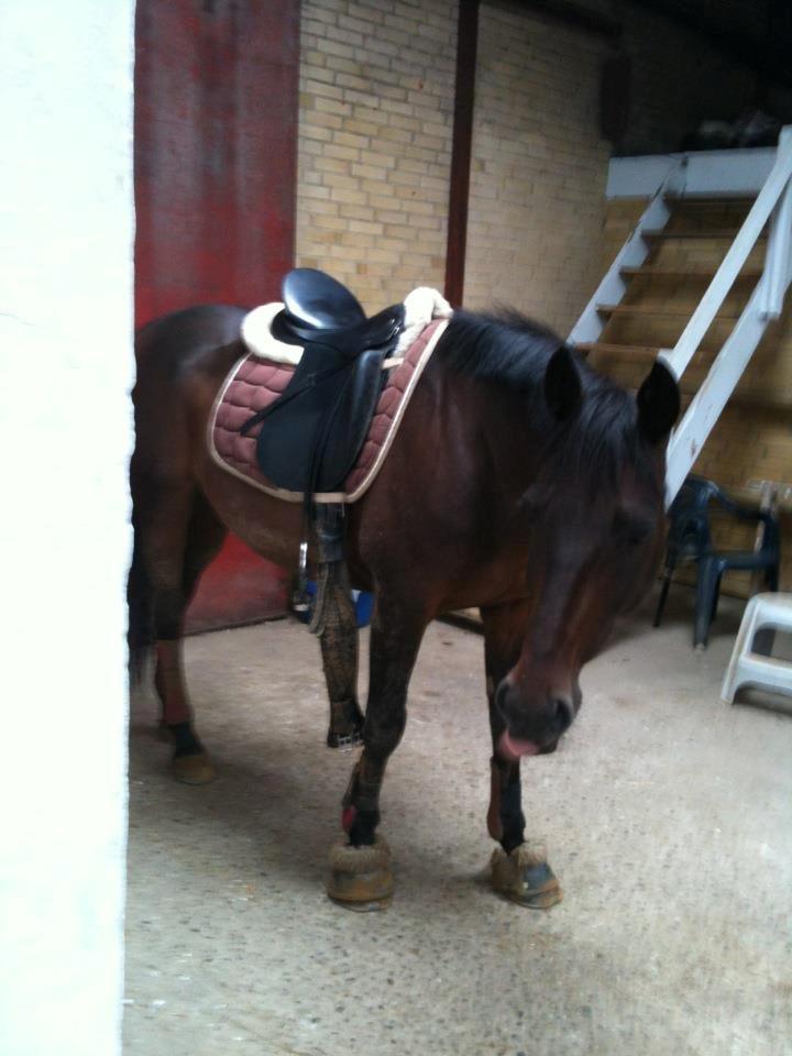 Anden særlig race Zeus (solgt) - sommer 2012. billede 23