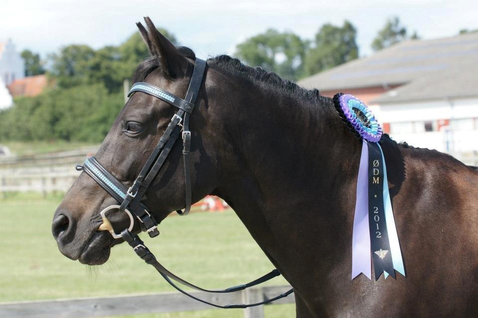 New Forest Hamborgs Bellis "Belle" **SOLGT** - Bedste Hoppe ØDM NF ponyer 2012 Hamborgs Bellis - Nu er du hvor du har fortjent at være - Blandt de bedste <3 billede 1