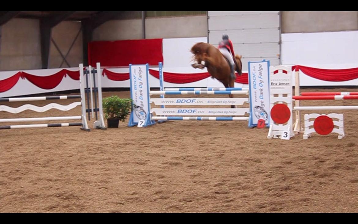 Anden særlig race Mañaña *STJERNE* - Nogen der sagde gode bagben? billede 14