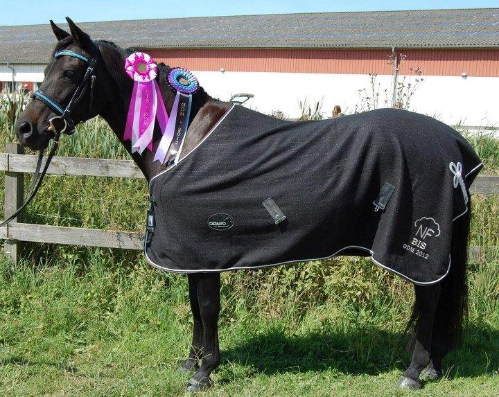 New Forest Hamborgs Bellis "Belle" **SOLGT** - Hamborgs Bellis Vinder af Best in Show ved ØDM for Newforest ponyer 2012 og Samtidig også vinder af Bedste Hoppe også ved ØDM for newforest ponyer 2012 sammen med sin skønne nye familie <3 billede 19